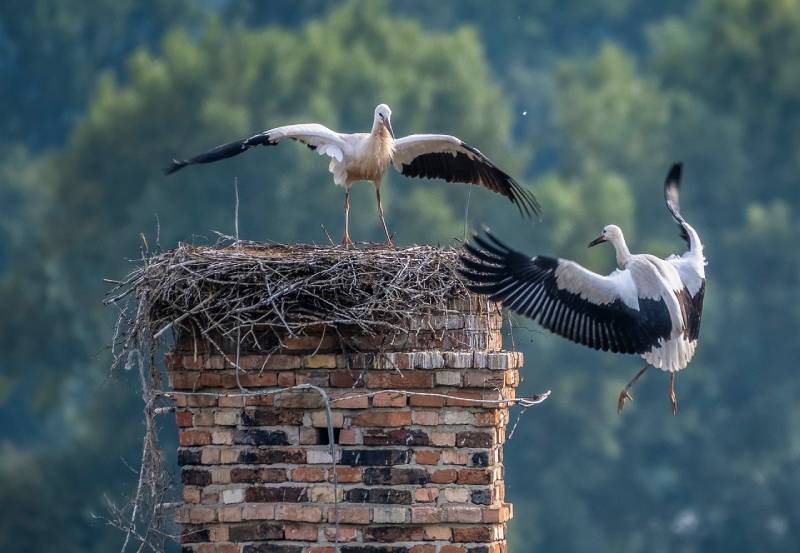 Expert Chimney Animal Removal in Glen Ellyn, IL Professional Chimney Animal Removal Services in Glen Ellyn, Illinois