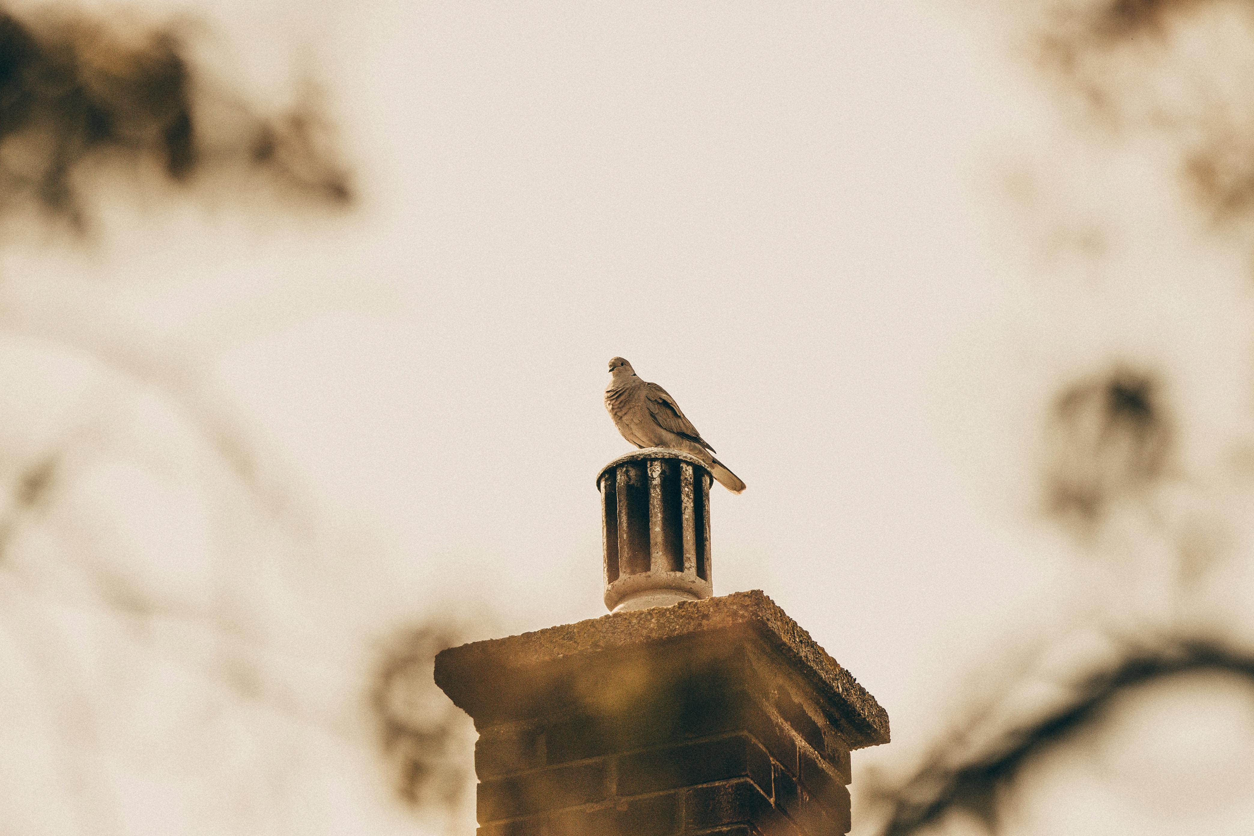Professional Chimney Cap Installation Services in Glen Ellyn, IL Expert Chimney Cap Installation in Glen Ellyn, Illinois